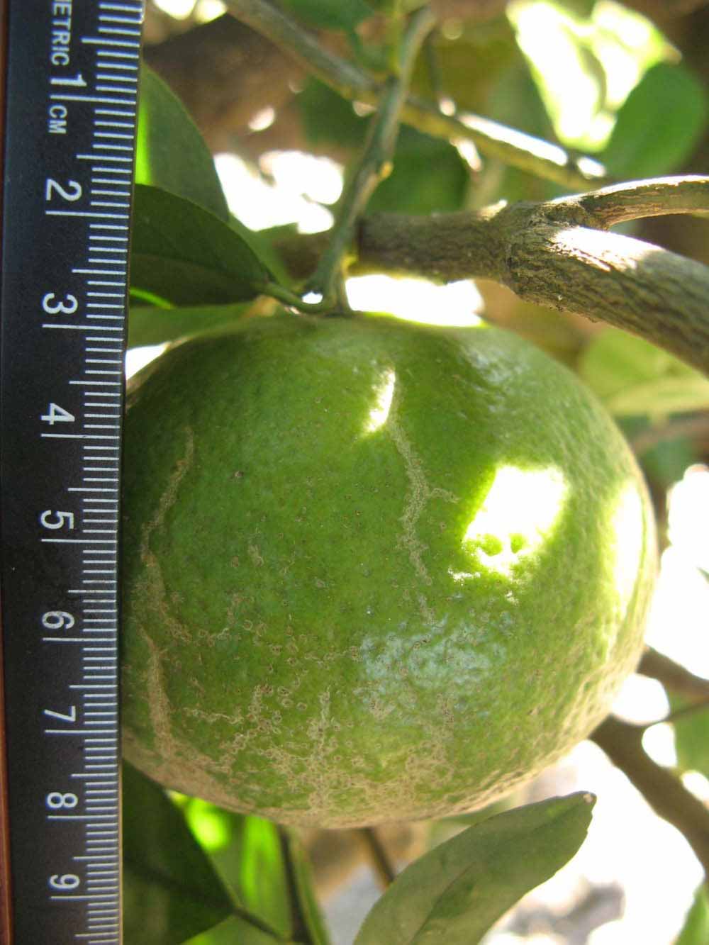              Immature fruit (Winter Haven, FL)       